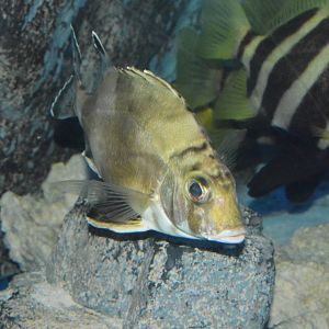 Banjofish (Banjos banjos)