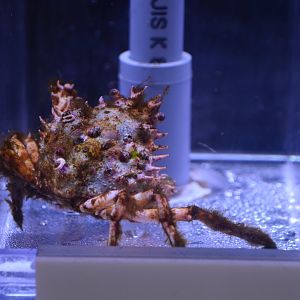 Ornamental spider crab (Schizophrys aspera)