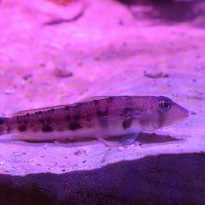 Grub fish (Parapercis sexfasciata)