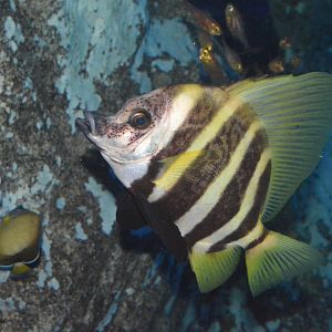 Striped boarfish (Evistias acutirostris)