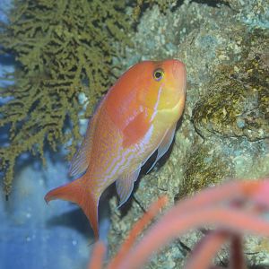 Sharpfin sea bass (Pseudanthias elongatus)