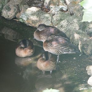 Whistling duck species (or possible hybrids?) at Vogelpark Avifauna?