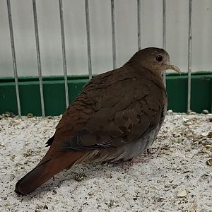 Blue ground-dove - female