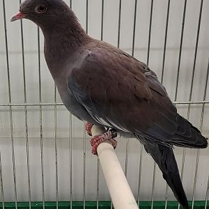 Maranon or Peruvian pigeon