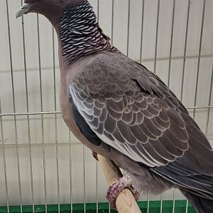 Picazuro pigeon