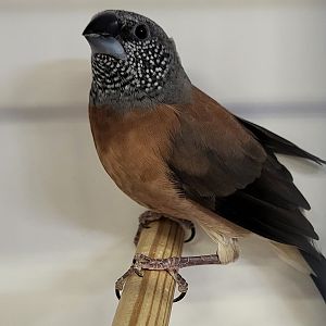 Grey-headed silverbill