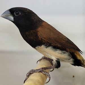 Grand Valley or Black-breasted mannikin