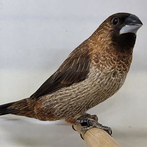 Swinhoe white-rumped munia