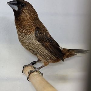 Swinhoe white-rumped munia