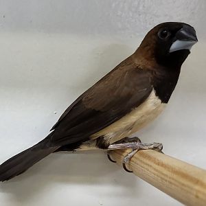 Javan munia