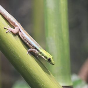 Reptile Discovery Center - Yellow Headed Day Gecko