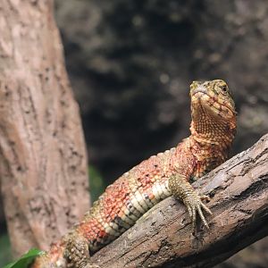 Reptile Discovery Center - Chinese Crocodile Lizard