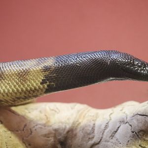 Reptile Discovery Center - Black-Headed Python