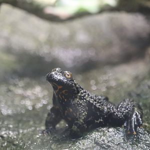 Reptile Discovery Center - Oriental Fire-Bellied Toad