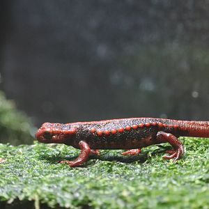 Reptile Discovery Center - Emperor Newt