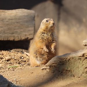 Smithsonian's National Zoo - Black-Tailed Prairie Dog