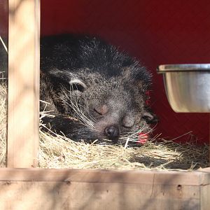 Claws & Paws Pathway - Binturong