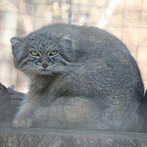 Claws & Paws Pathway - Pallas Cat