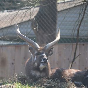 Cheetah Conservation Station - Sitatunga - Waylon