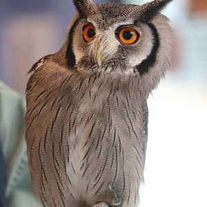 Bird House - White-Faced Owl