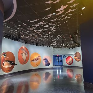 Bird House - the Flyway