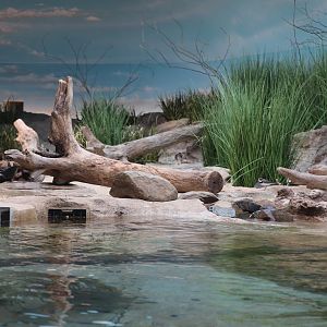 Bird House - View in the Delaware Bay Aviary