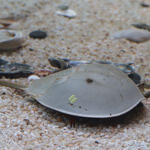 Bird House - Horseshoe Crab
