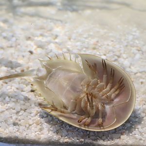 Bird House - Horseshoe Crab