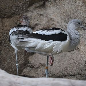 Bird House - American Avocet