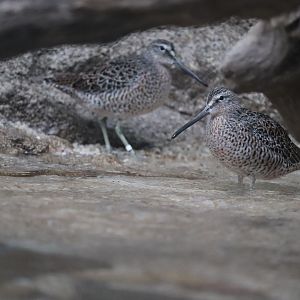 Bird House - Short-Billed Dowitcher