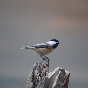 Bird House -Black-Capped Chickadee