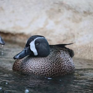 Bird House - Blue-Winged Teal
