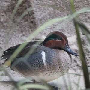Bird House - Green-Winged Teal