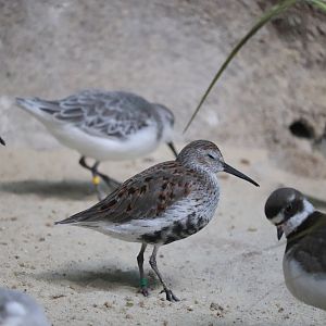 Bird House - Dunlin