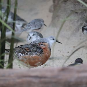 Bird House - Red Knot