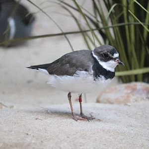 Bird House - Semipalmated Plover