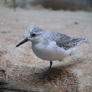 Bird House - Sanderling