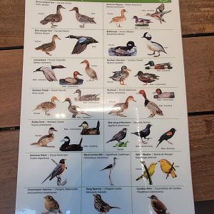 Bird House -  Prairie Pothole Aviary Species Guide