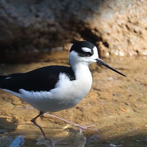 Bird House - Black-Necked Stilt