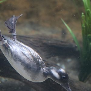 Bird House - Bufflehead