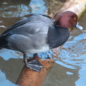 Bird House - Redhead