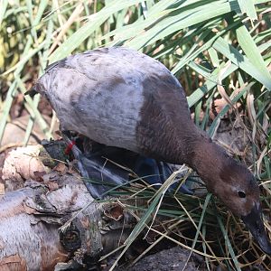 Bird House - Canvasback