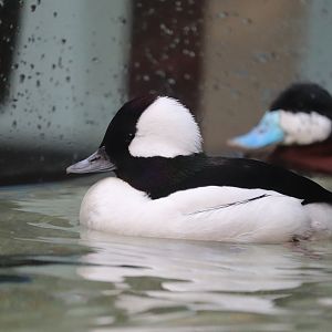 Bird House - Bufflehead