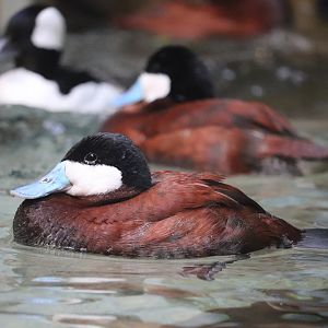 Bird House - Ruddy Duck