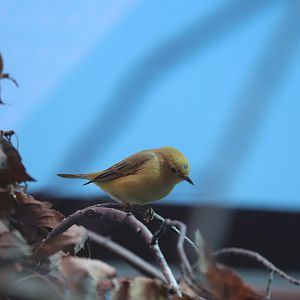 Bird House - Yellow Warbler