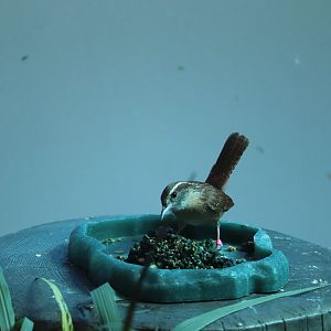 Bird House - Carolina Wren