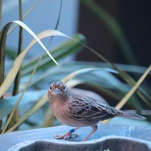 Bird House - Grasshopper Sparrow