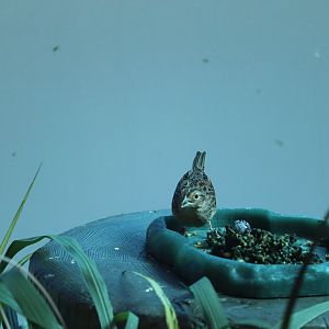 Bird House - Grasshopper Sparrow
