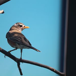 Bird House - American Robin