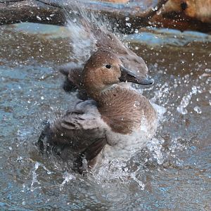 Bird House - Canvasback